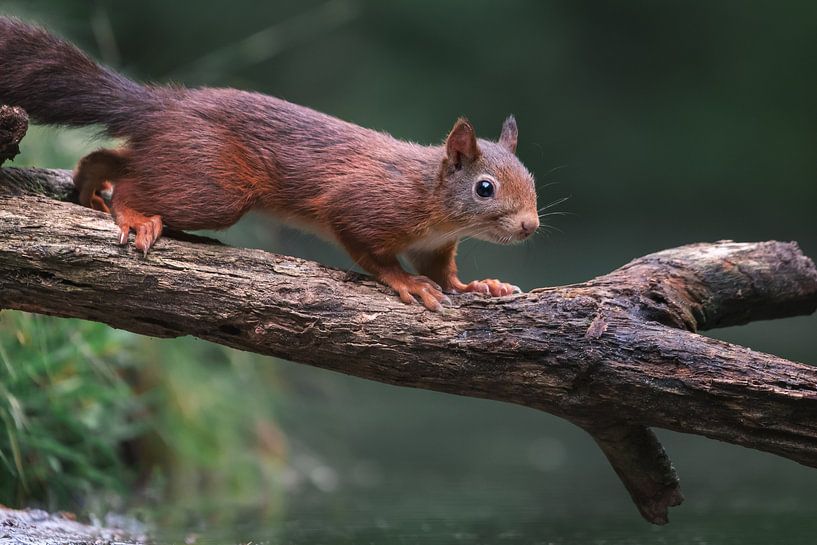 Cute squirrel walking on a stick by Jolanda Aalbers