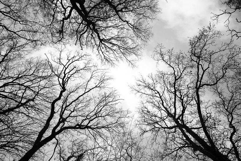 herfst in zwartwit van Jan Fritz