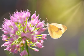 Schmetterlingsfreuden von JosvRfotografie