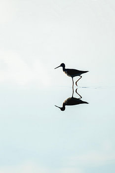 Spiegelung eines Stelzenläufers im stillen Wasser
