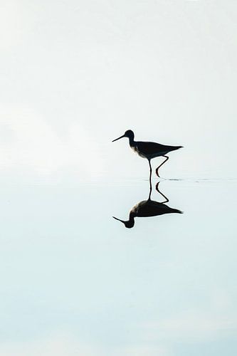 Spiegeling van een Steltloper in Stil Water