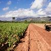 Vinales, Cuba. Plantation de tabac dans la vallée de Vinales, au nord de Cuba sur Tjeerd Kruse
