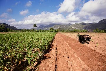 Vinales, Cuba. Tobacco plantation in the Vinales valley, north of Cuba by Tjeerd Kruse