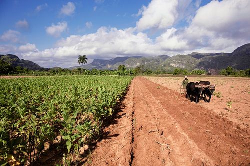 Vinales, Cuba. Tabaksplantage in de Vinales-vallei, ten noorden van Cuba