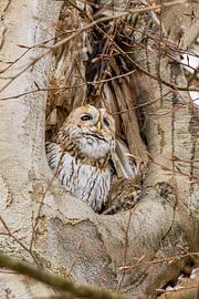 Ruhender Waldkauz. von Menno Schaefer