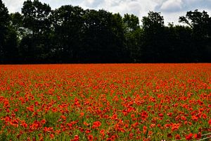 RedField