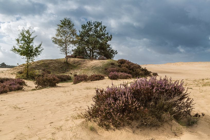 Veluwe landscape by Peter Leenen