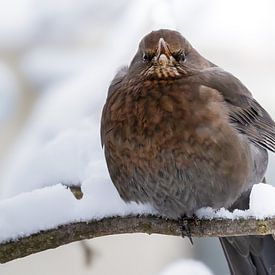 Vogel van Larsphotografie