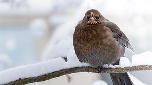 Vogel von Larsphotografie