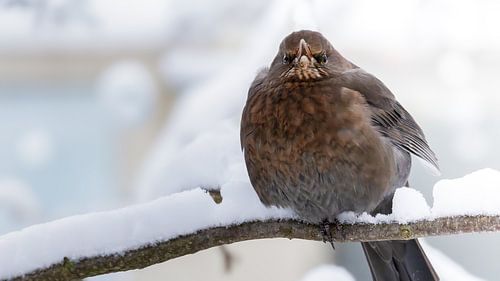 Oiseau sur Larsphotografie