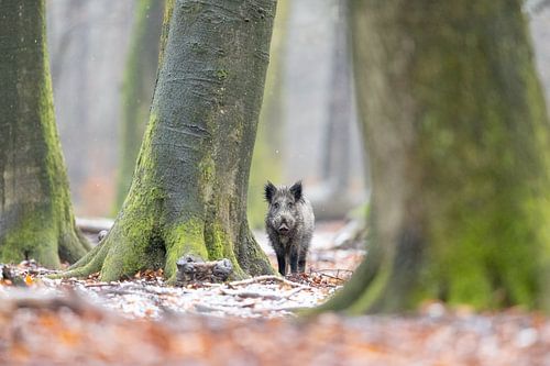 In dem alten Buchenwald...