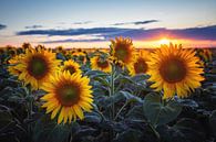 Sonnenblumen von Steffen Gierok Miniaturansicht