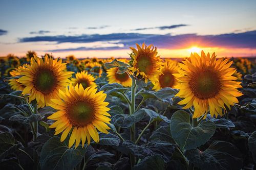 Sunflowers by Steffen Gierok