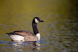 Canadese gans (Branta canadensis) van Dirk Rüter