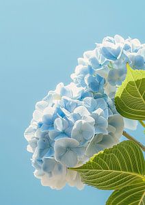 Sonnige Hortensie