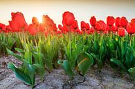 Rode tulpen in het veld met zon van Dennis van de Water thumbnail