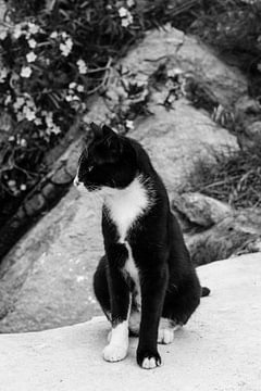 Kat in Griekenland | Fotoprint zwart-wit | Mykonos eiland reisfotografie van HelloHappylife