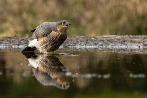 Sperbermann trinkt im Waldteich