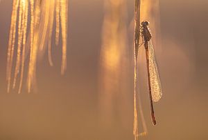 Insecte à l'éclat doré