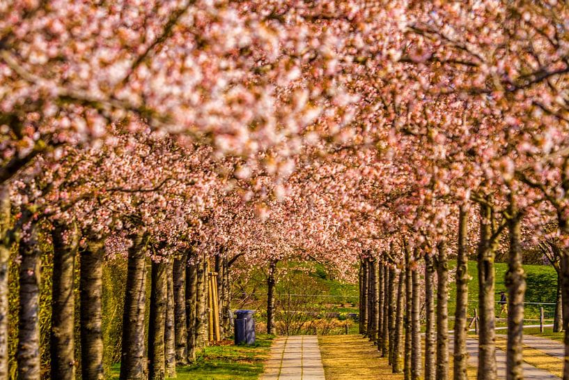Ein rosa Blickfang von Holger Felix
