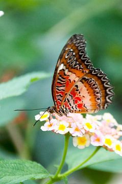 Mooie vlinder op gekleurde bloempjes van Ilse Radstaat