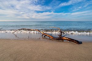 Baumstamm am Weststrand auf dem Fischland-Darß
