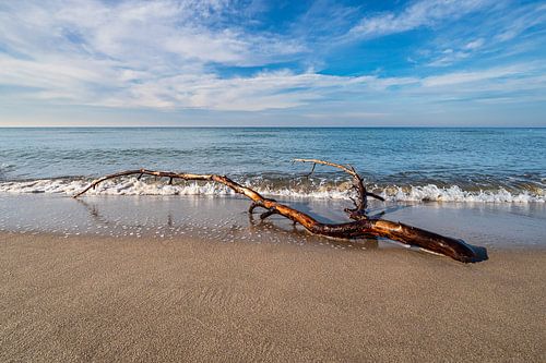 Boomstam op het weststrand van Fischland-Darß
