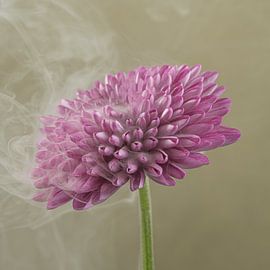 Dreamy romance: a wisp of smoke rising from a pink dahlia by Marjolijn van den Berg