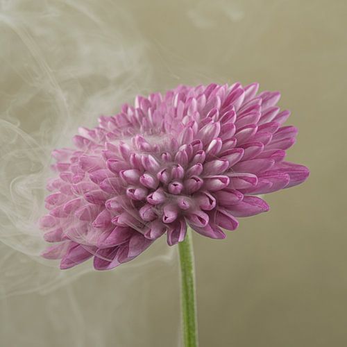 Dromerige romantiek: lichte rook vanaf een roze Dahlia van Marjolijn van den Berg