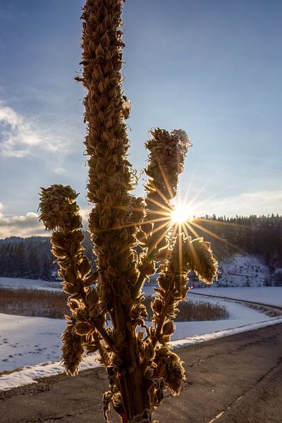 Zonnestralen van Teresa Bauer