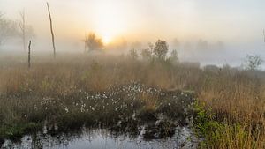 Bloeiend Veenpluis op het Dwingelderveld