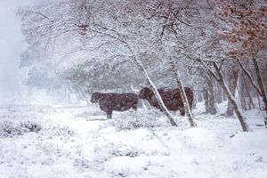 Seeking shelter