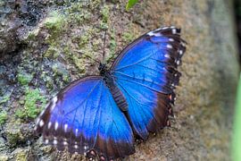 Blauwe Morpho Vlinder van Leonie Boverhuis