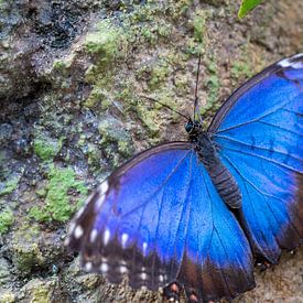 Blauwe Morpho Vlinder sur Leonie Boverhuis