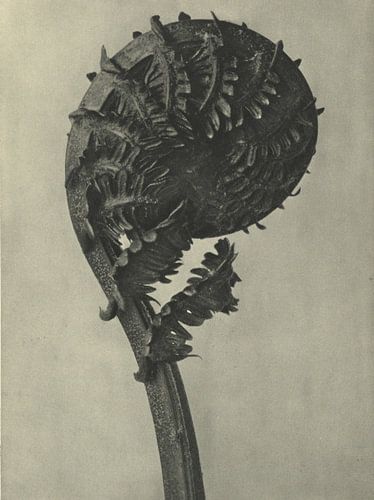 Botanischer Druck: Farn