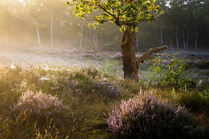 Blühende Heide im Morgenlicht