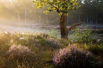 Heather in bloom in the morning light