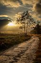 Hemels licht op de Sallandse Heuvelrug van Adrianne Dieleman thumbnail