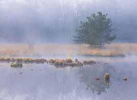 Brouillard au lever du soleil Dwingelderveld - Zandveen (Drenthe) Pays-Bas sur Marcel Kerdijk