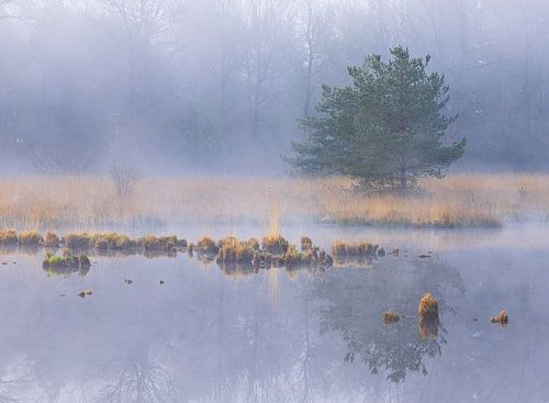 Mist tijdens zonsopkomst Dwingelderveld - Zandveen (Drenthe) Nederland