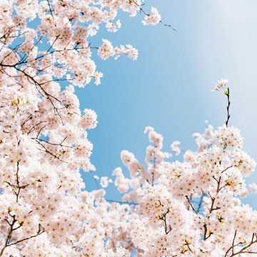 Sakura Kersenbloesem 1 Vierkant van Anne van Zantwijk