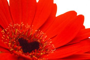 De schoonheid van de Gerbera