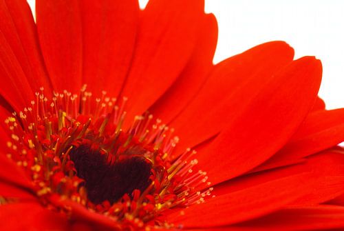La beauté du gerbera