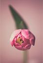 Tulp close-up von Ronald van der Zon Miniaturansicht