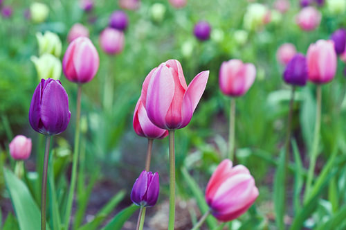 Farbenfrohe, leuchtende Tulpen im Botanischen Garten  von Silva Wischeropp