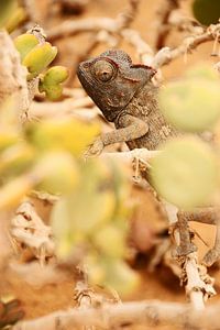 NAMIBIA ... the  chameleon sur Meleah Fotografie