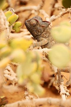 NAMIBIA ... the  chameleon by Meleah Fotografie