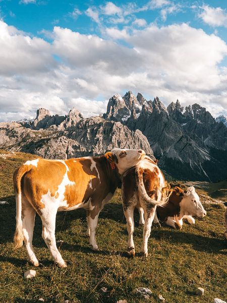 Drei Kühe grasen auf den Wiesen der Dolomiten von Michiel Dros