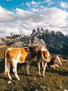 Drei Kühe grasen auf den Wiesen der Dolomiten von Michiel Dros Miniaturansicht