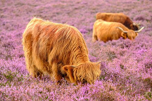 Schotse Hooglanders in een bloeiend heideveld